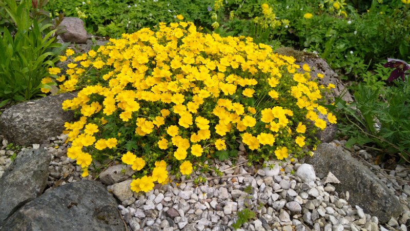 Potentilla crantzii 'Goldrausch' Keväthanhikki